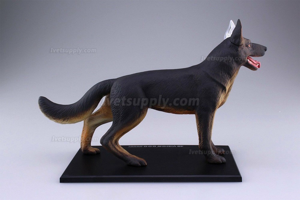 Dog Standing Puzzle Animal Anatomy Model Dog Dissection Model Figure